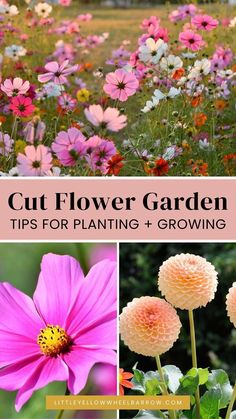 colorful flowers with text overlay that says cut flower garden tips for planting and growing