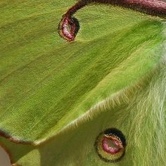 the underside of a green moth with red spots on it's body and wings