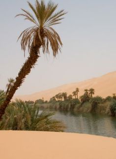 a palm tree in the desert with water and sand dunes behind it on a sunny day