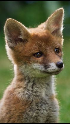 a close up of a small fox with blue eyes