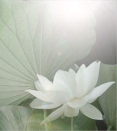 a large white flower sitting on top of a lush green plant