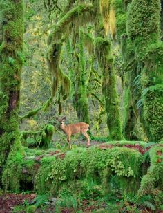 a deer is standing in the middle of moss covered trees