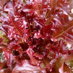 red lettuce growing in the garden with lots of leafy green leaves on it