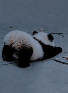 a black and white panda bear laying on the ground