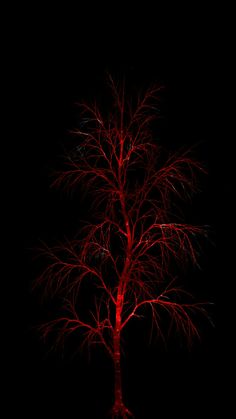 a red tree is lit up in the dark