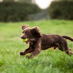 a brown dog running across a lush green field with a tennis ball in its mouth