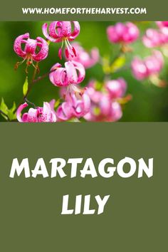 pink flowers with text that reads, martagon lily