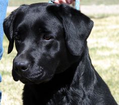 a black dog sitting on top of a grass covered field next to a persons leg