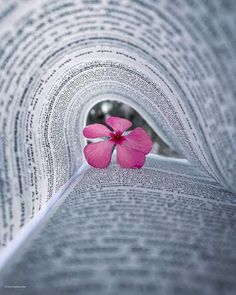 a pink flower sitting on top of an open book