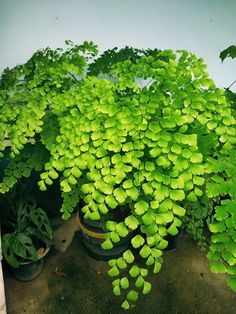 several potted plants with green leaves on them