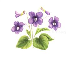 watercolor painting of purple flowers with green leaves