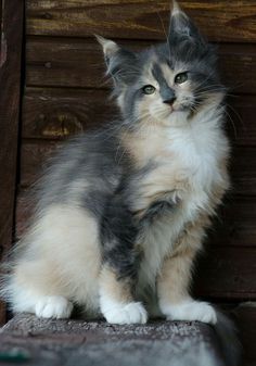 a small kitten sitting on top of a wooden floor next to a wall and looking at the camera