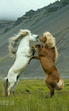 Icelandic Horse, Clydesdale, Horse Equestrian, Wild Horse