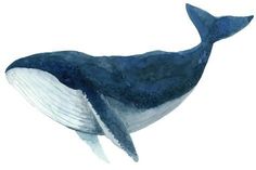 a watercolor painting of a blue whale