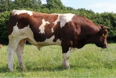 a brown and white cow standing on top of a lush green field