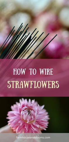 two pictures of wired strawflowers Best Cut Flowers To Grow, Cut Flowers To Grow, Dried Flower Projects, Diy Dried Flower Arrangement, How To Dry Flowers, Wild Crafting, Straw Flowers, Flowers To Grow