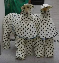 two dalmatian dogs dressed up in polka dot clothing standing next to each other