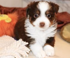 a small brown and white dog sitting on top of a bed next to stuffed animals