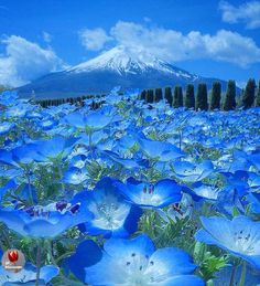 blue flowers in the foreground with a snow - capped mountain in the background