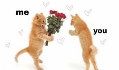 two kittens are playing with each other and one is holding a bouquet of flowers