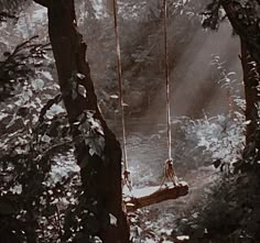 a tree swing suspended in the middle of a forest with sunlight streaming through the trees