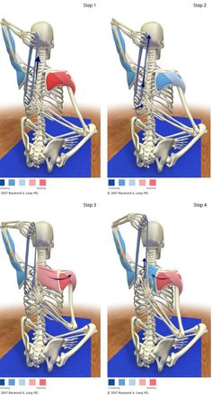 four different views of the back and upper limbs of a human skeleton, with three sections labeled