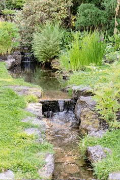 a small stream running through a lush green forest