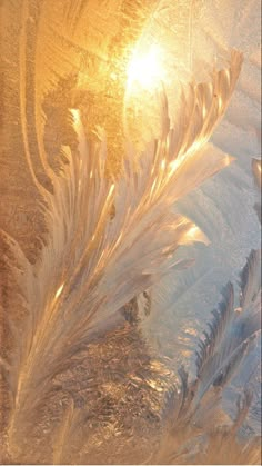 the sun shines through frosty feathers on a window