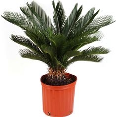 a small potted plant with green leaves in it's red plastic container on a white background