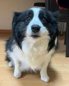 a black and white dog sitting on top of a hard wood floor