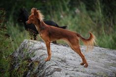 two dogs standing on top of a rock next to each other in the grass and bushes