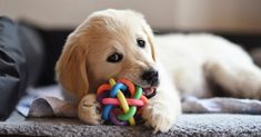 a puppy chewing on a toy with it's paws