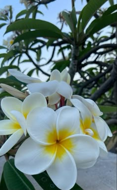 white and yellow flowers with green leaves in the background