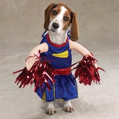 a dog dressed up as a cheerleader