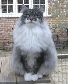 a long haired cat sitting on top of a wooden floor next to a caged area