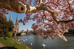 swans are swimming in the water near a tree with pink flowers on it and a bridge