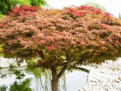 a tree with red leaves is in the middle of a pond and rocks are around it