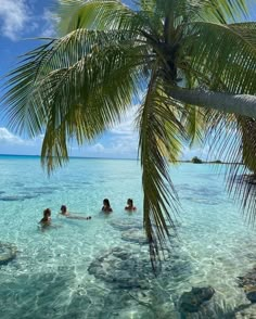 some people are swimming in the clear blue water and there is a palm tree hanging over them