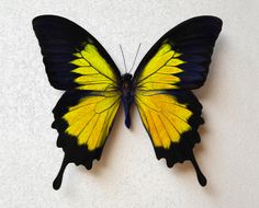 a yellow and black butterfly sitting on top of a white wall