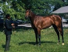 a man standing next to a brown horse on top of a lush green field