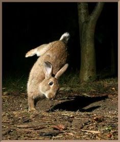 a rabbit jumping up into the air in front of a tree and grass area at night