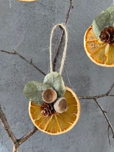 three orange slices hanging from a tree with pine cones