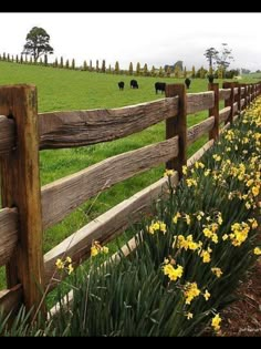 a wooden fence in front of a grassy field with yellow flowers