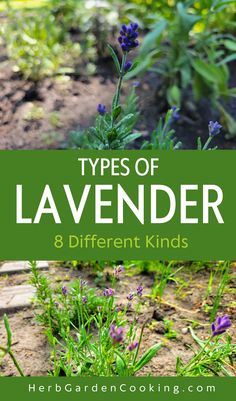 lavender plants with the title types of lavender and different kinds of lavenders in them