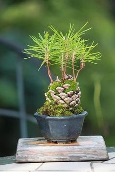 a potted pine tree sitting on top of a wooden table