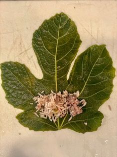 a large leaf with some flowers on it's center and leaves around the edges