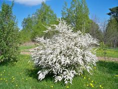 a white tree in the middle of a field