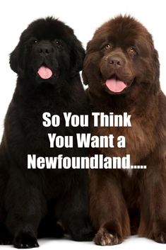 two dogs sitting next to each other with the caption so you think you want a newfoundland