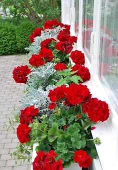 red flowers are lined up on the window sill