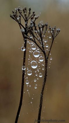 water droplets are hanging from the stems of a plant